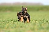 BERGER ALLEMAND 1148